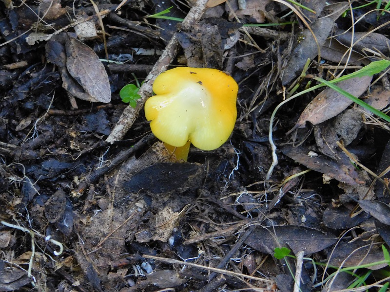 1 Fotog.il 18.12.2021 sotto Leccio